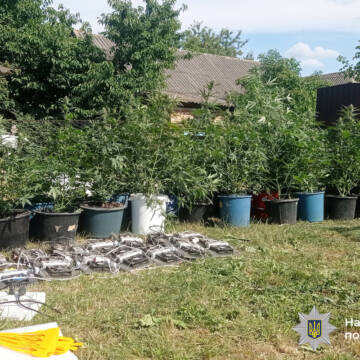 Затримано чоловіків за вирощування та збут канабісу