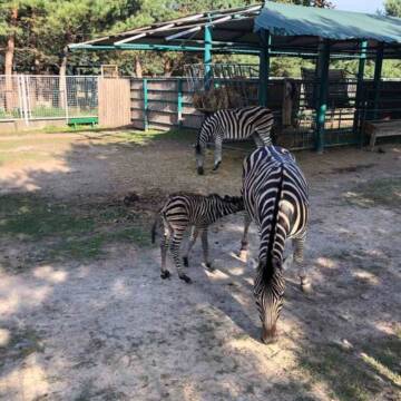 У Подільському зоопарку на світ з’явилося маля зебри