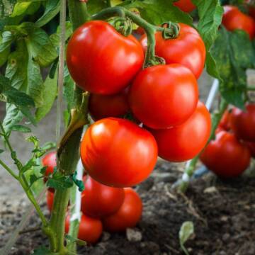 Як боротися з фітофторою на помідорах народними засобами