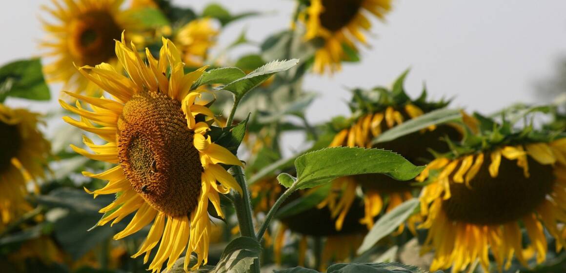 Під +30°C і без дощу: аграрії Вінниччини б’ються за урожай у серпні