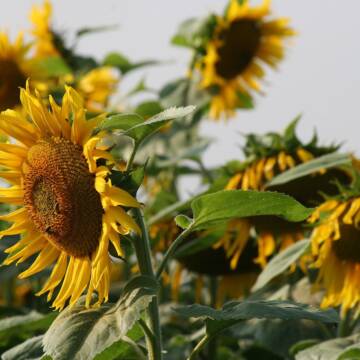 Під +30°C і без дощу: аграрії Вінниччини б’ються за урожай у серпні