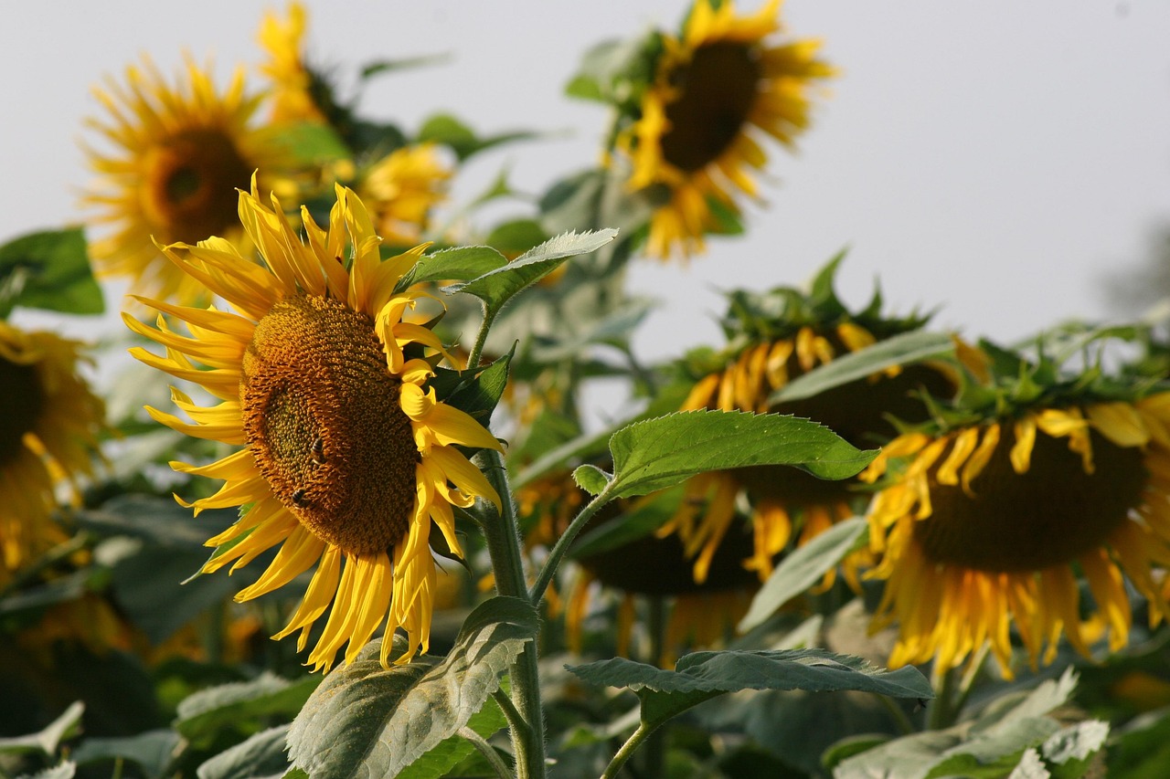 Під +30°C і без дощу: аграрії Вінниччини б’ються за урожай у серпні