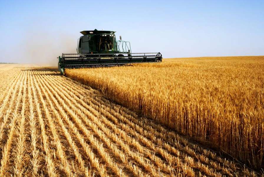 Аграрії Вінниччини розпочали збирання пізніх зернових і технічних культур