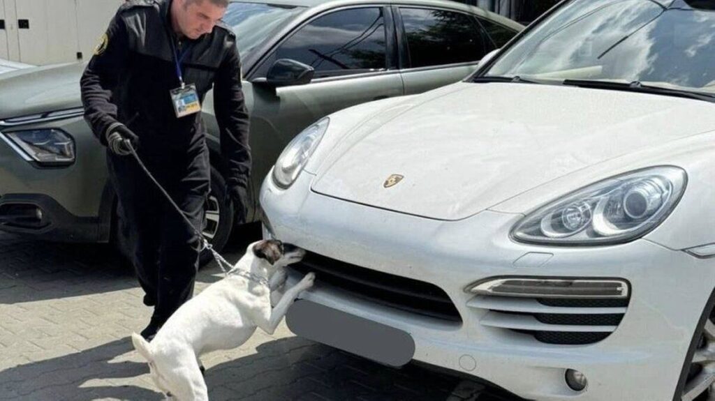 Пес на митниці нюхає авто
