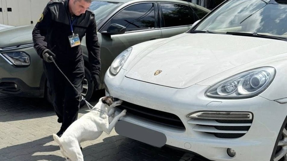 Пес на митниці нюхає авто