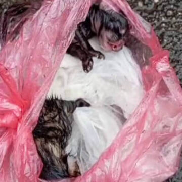 Крихітні серця б’ються далі: у Вінниці врятували кошенят, приречених на загибель