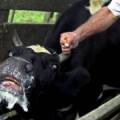 На Вінниччині в корови виявили сказ