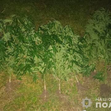 Кущі канабісу