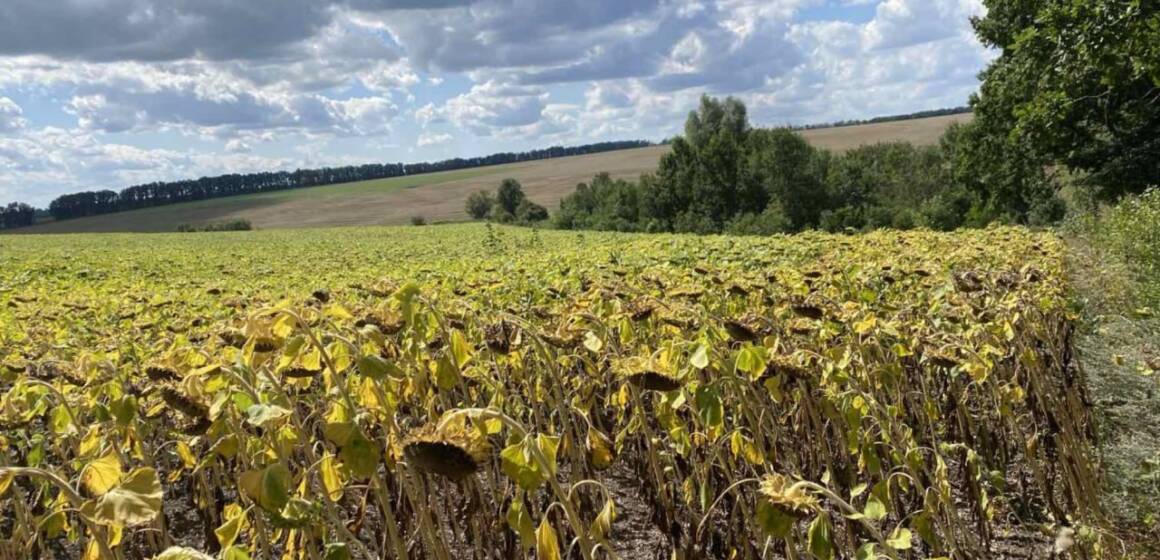 Незаконно розорані землі на Вінниччині
