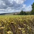 Незаконно розорані землі на Вінниччині
