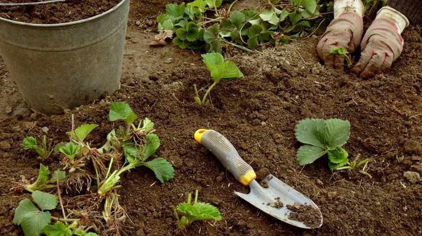 Осіння посадка полуниці: що потрібно знати для багатого врожаю