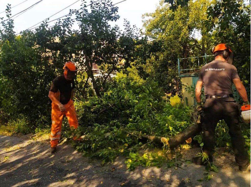 Обрізка старих дерев у Вінниці