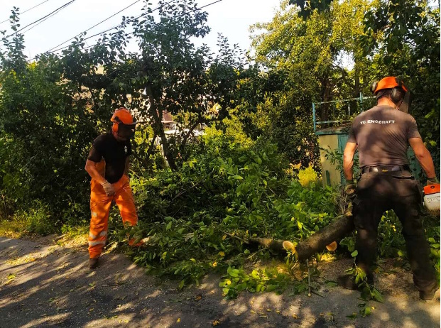 Обрізка старих дерев у Вінниці