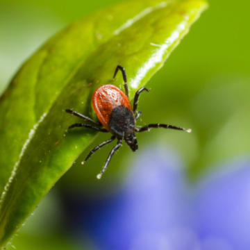 image_2024-07-01_10-29-18 Минулого місяця на Вінниччині зафіксували 43 випадки хвороби Лайма