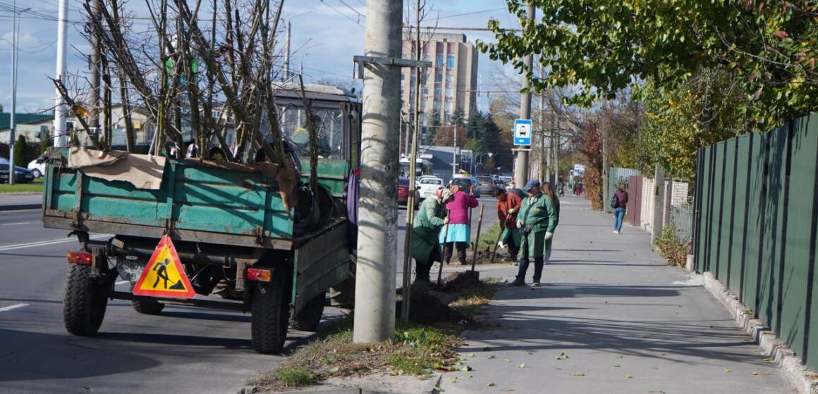 photo_2025-10-28_13-03-24 (2) У Вінниці розпочалася осіння висадка дерев та кущів
