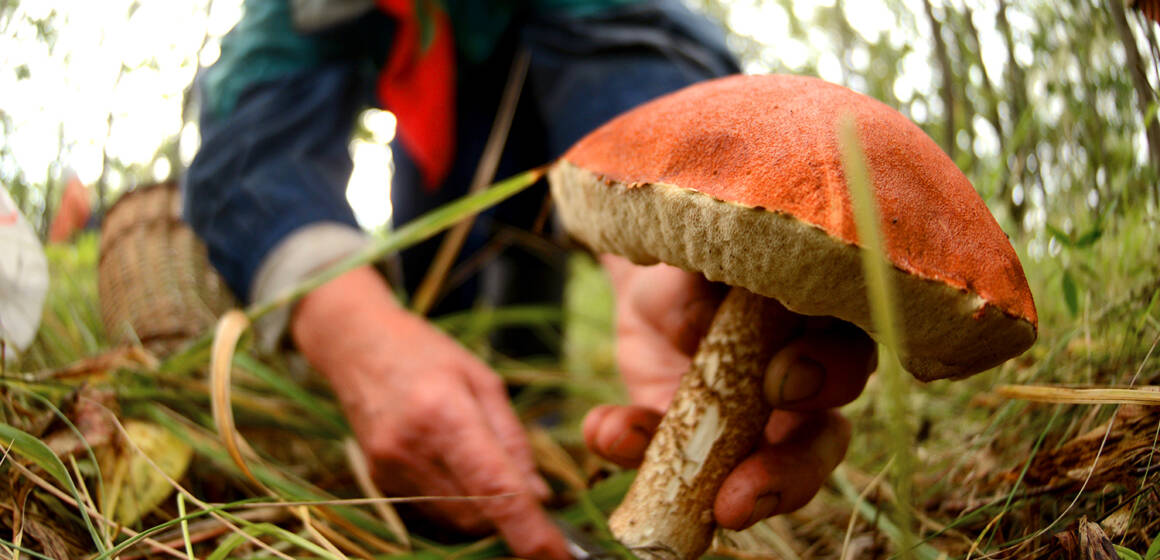 Отруєння грибами на Вінниччині: серед постраждалих є дитина