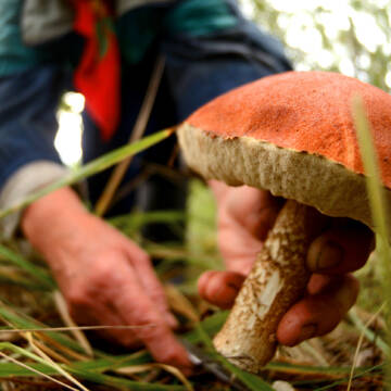 Сбор грибов в лесах Новгородской области Грибний урожай сезону 2026: серед жертв “тихого полювання” на Вінниччині є дитина