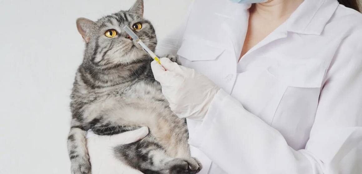 У Вінниці презентують фотовиставку про зоозахисників у воєнний час