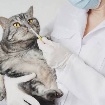 У Вінниці презентують фотовиставку про зоозахисників у воєнний час