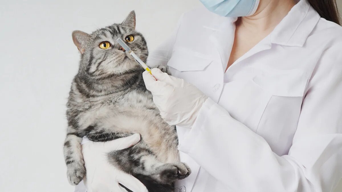 У Вінниці презентують фотовиставку про зоозахисників у воєнний час