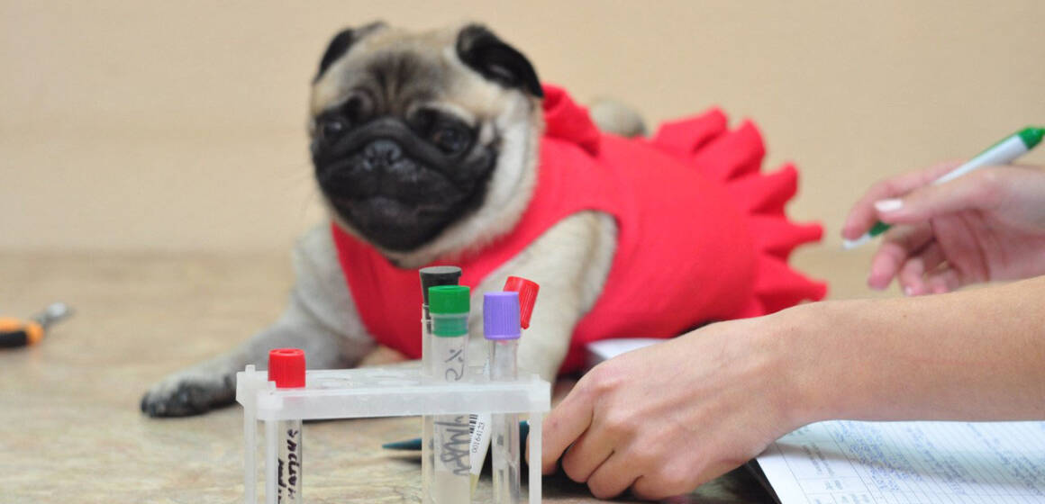 У Вінниці створять сервіс переливання крові для тварин завдяки ваучерній підтримці