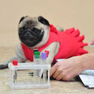 У Вінниці створять сервіс переливання крові для тварин завдяки ваучерній підтримці