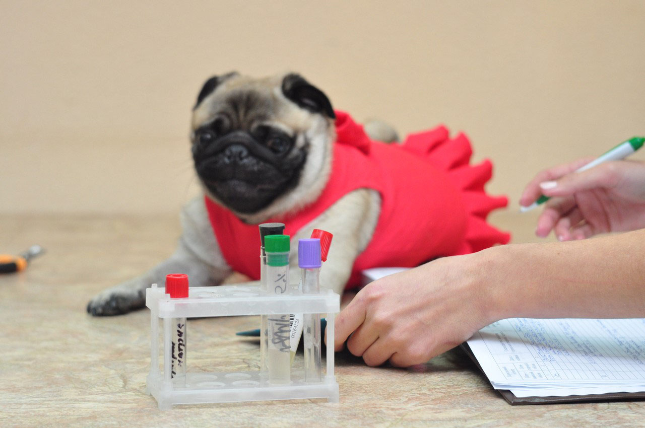 У Вінниці створять сервіс переливання крові для тварин завдяки ваучерній підтримці