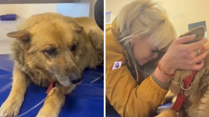 Серія смертей собак у Вінниці: ще один пес помер на території лікарні