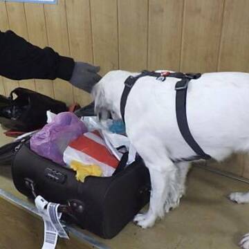 content_576303831_1702418150678459_2266984119997689460_n На Вінниччині митники за допомогою собаки Капи виявили заборонені таблетки