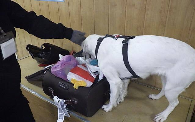 На Вінниччині митники за допомогою собаки Капи виявили заборонені таблетки