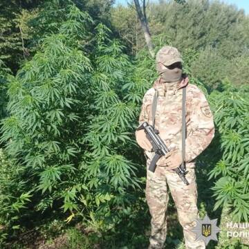 content_v15_44185dd911c7e04260bef9c6b28234df Наркобізнес у лісах Вінниччини: правоохоронці виявили поля коноплі та канабіс