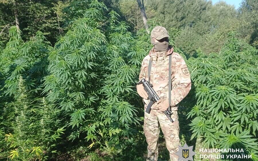 content_v15_44185dd911c7e04260bef9c6b28234df Наркобізнес у лісах Вінниччини: правоохоронці виявили поля коноплі та канабіс