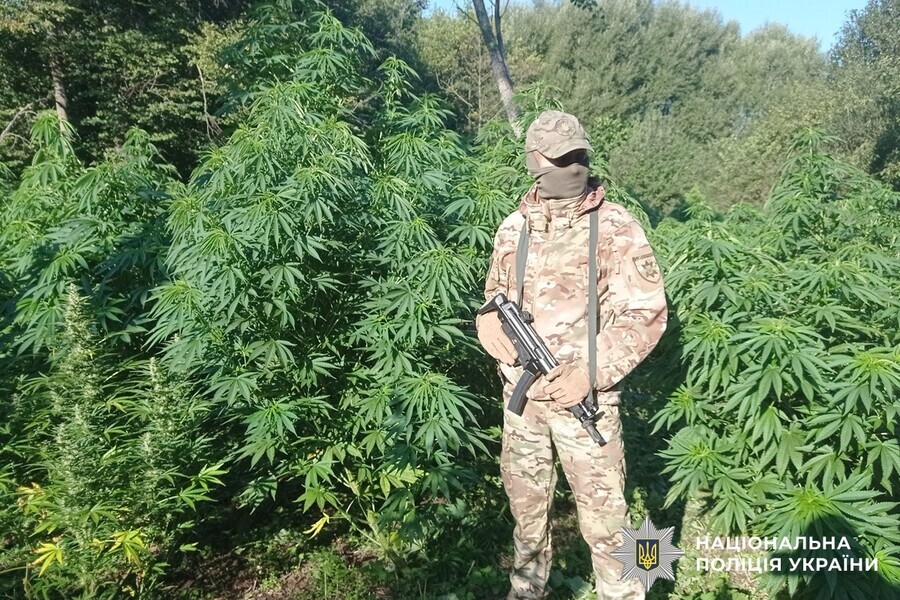 Наркобізнес у лісах Вінниччини: правоохоронці виявили поля коноплі та канабіс
