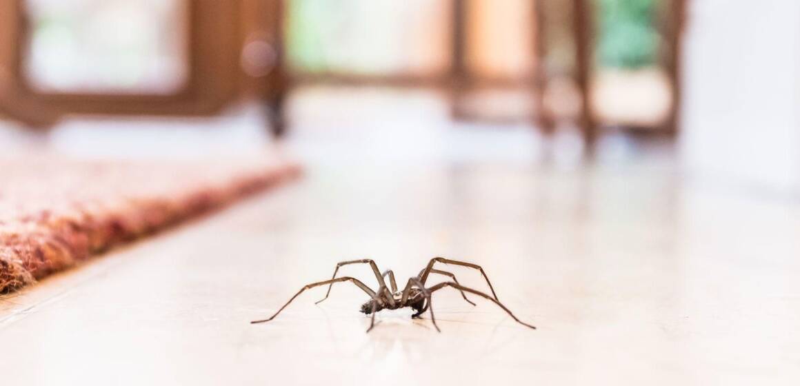 image (3) Чому не можна вбивати павуків: наукові факти та народні прикмети