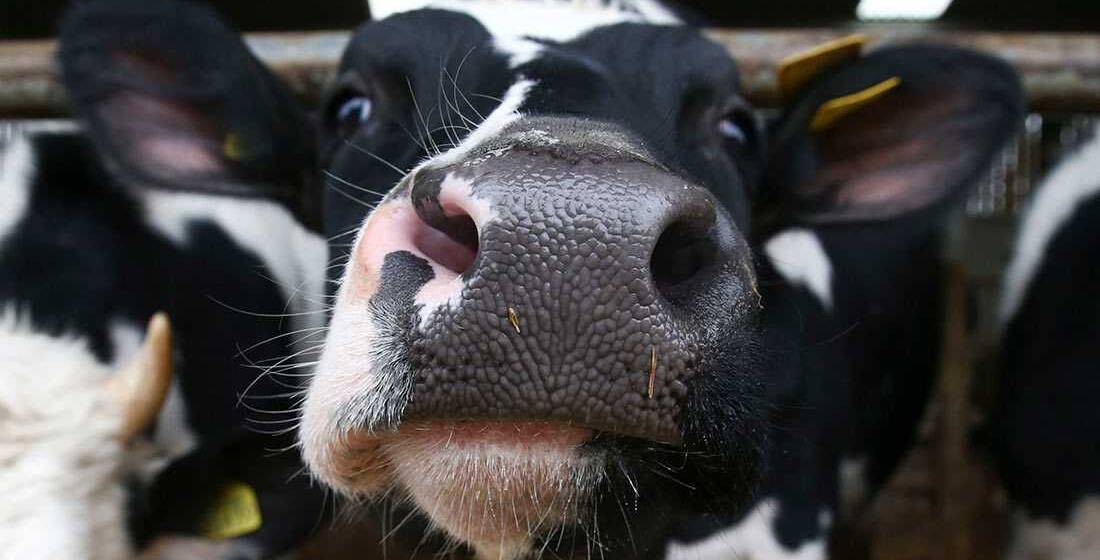 Фермерам Вінницької громади нададуть додаткову дотацію у 80 тис. грн