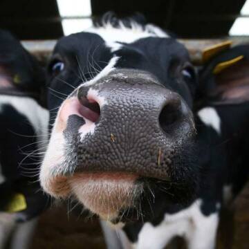 pogolivya-vrh-virizayut-i-vono-nezhittyezdatne Фермерам Вінницької громади нададуть додаткову дотацію у 80 тис. грн