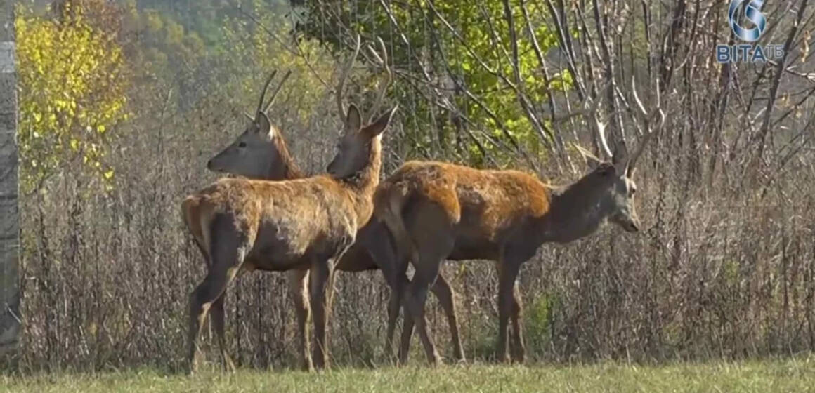 Унікальна екоферма на Вінниччині: бізони та олені у серці Поділля