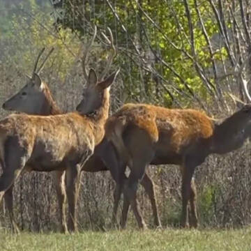 Унікальна екоферма на Вінниччині: бізони та олені у серці Поділля