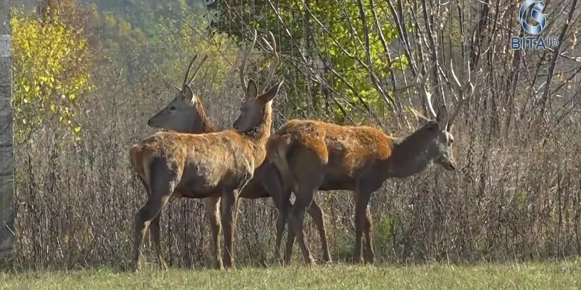 Унікальна екоферма на Вінниччині: бізони та олені у серці Поділля
