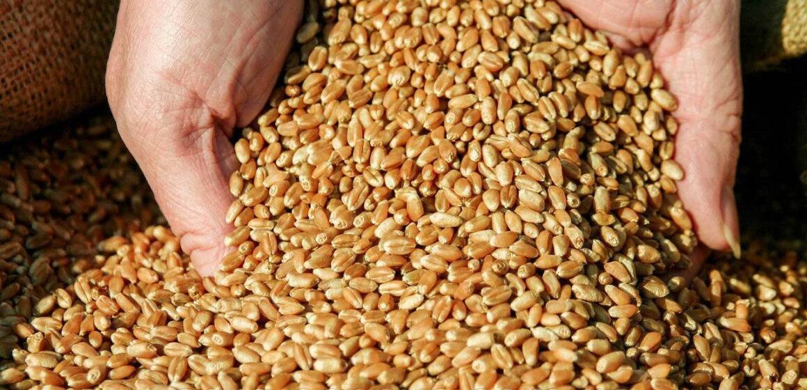 ya-24206 Аграрії області звітують про високі врожаї зернових та цукрових буряків