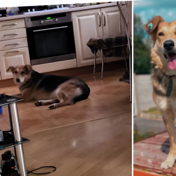 Ще одна собака знайшла дім: історію Полінки розповіли у вінницькому притулку