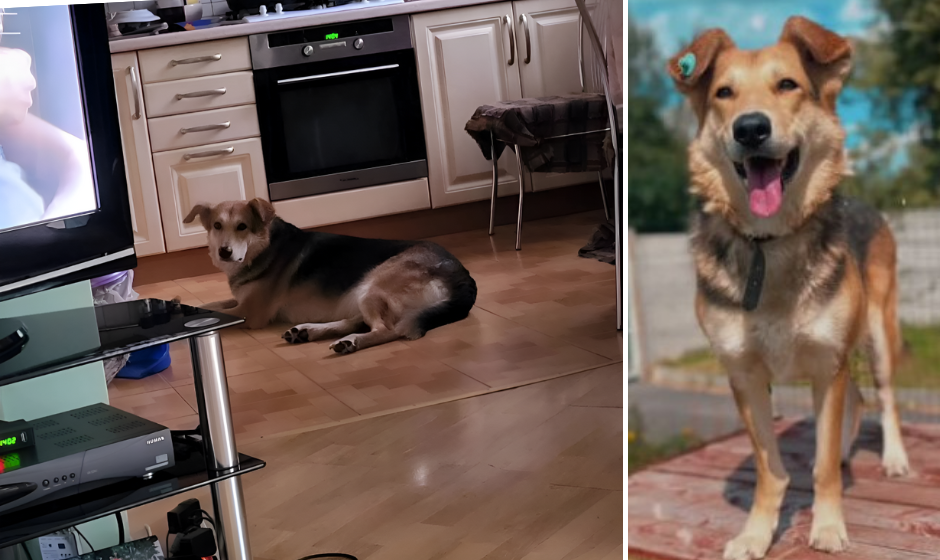 Ще одна собака знайшла дім: історію Полінки розповіли у вінницькому притулку