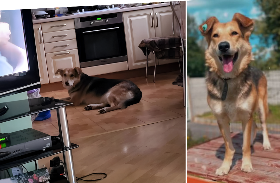 Ще одна собака знайшла дім: історію Полінки розповіли у вінницькому притулку