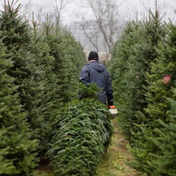 На Вінниччині з 1 грудня працюватимуть ярмарки різдвяних дерев