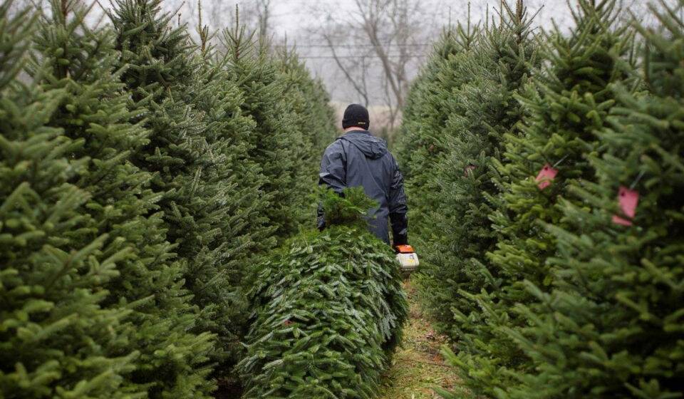 місто ялинка На Вінниччині з 1 грудня працюватимуть ярмарки різдвяних дерев