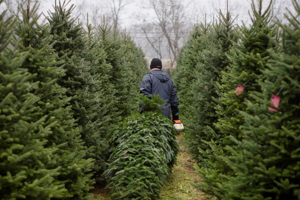 На Вінниччині з 1 грудня працюватимуть ярмарки різдвяних дерев