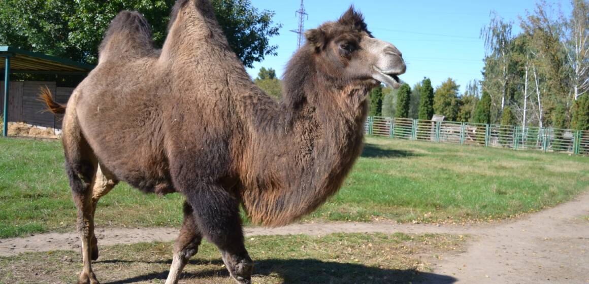 Здорожчання кормів та світла: Подільський зоопарк вимушено піднімає вартість квитків