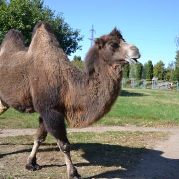 Здорожчання кормів та світла: Подільський зоопарк вимушено піднімає вартість квитків