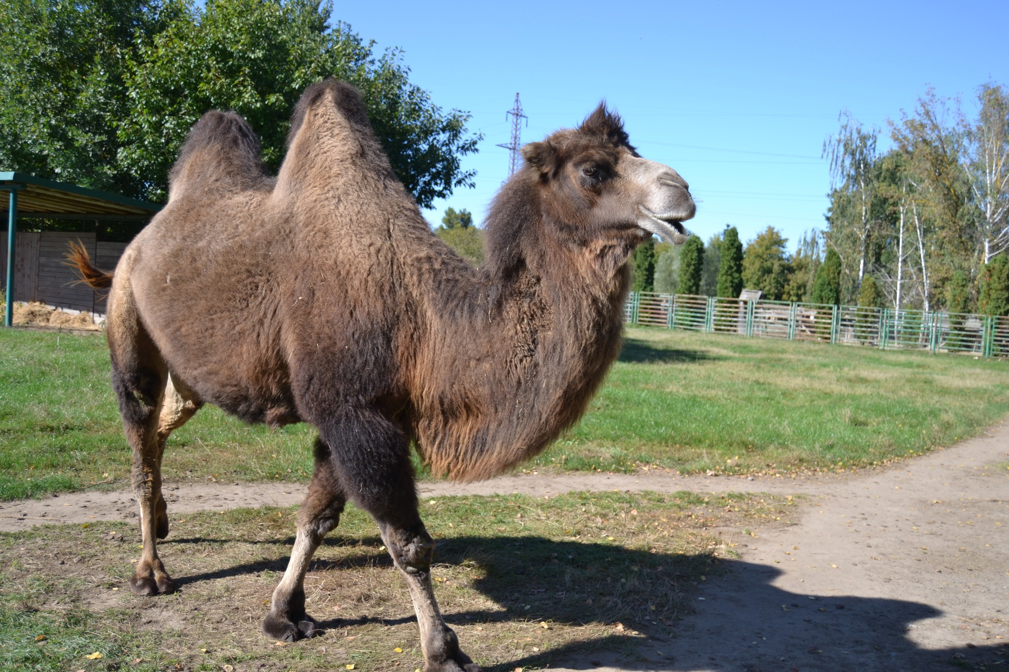 Здорожчання кормів та світла: Подільський зоопарк вимушено піднімає вартість квитків