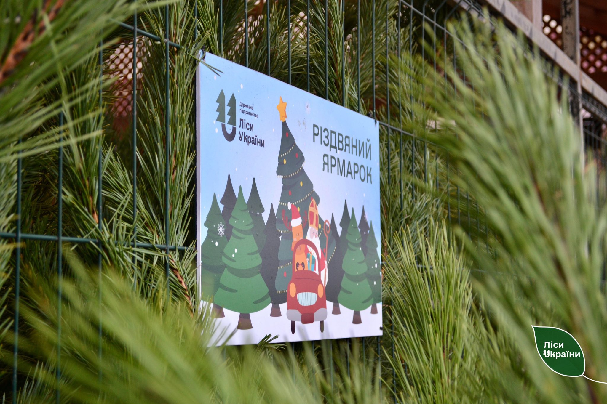 Лісівники Центральної України продали понад 12 тисяч різдвяних ялинок